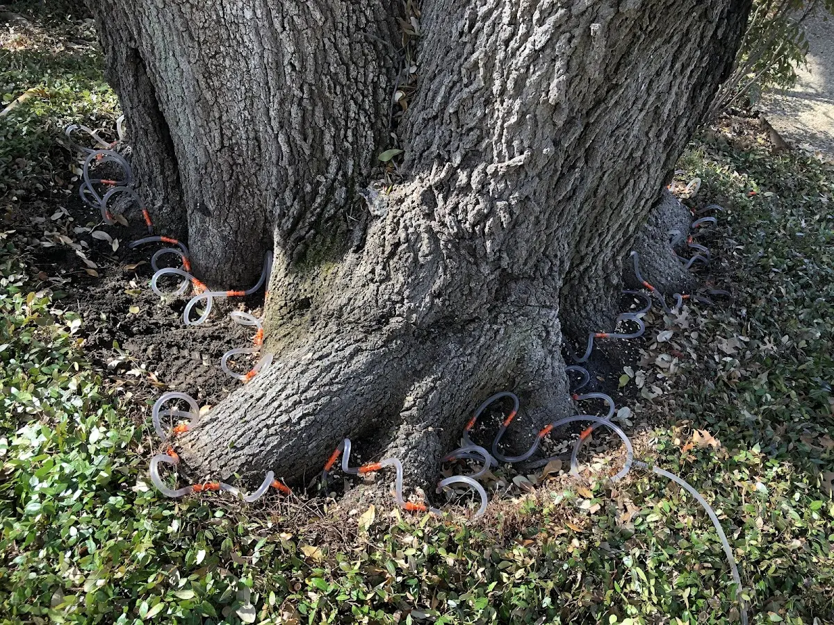 Detailed Tree Cabling and Bracing job site in Scottown